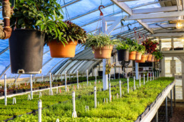 UCI nursery greenhouse with growing plants